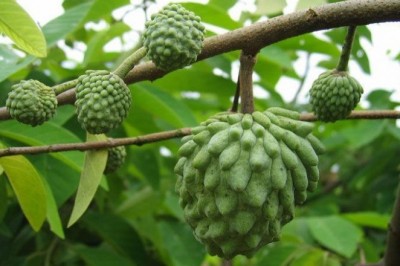 Cây dược liệu cây Na, Mãng cầu, Mãng cầu ta, Màng cầu dai - Annona squamosa L