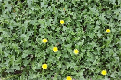 Công dụng và tác dụng, cách dùng, bài thuốc chữa bệnh từ cây Bồ Công Anh