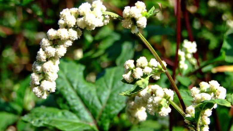 Cây dược liệu cây Ngải chân vịt, Tan quy - Artemisia lactiflora Wall. ex Bess