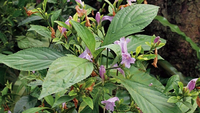Cây dược liệu cây Chàm mèo, Chàm lá to - Strobilanthes cusia (Nees) Kuntze