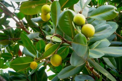 Cây dược liệu cây Mù u, Cồng hay Hồ đồng - Calophyllum inophyllum L