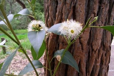 Cây dược liệu cây Bạch đàn đỏ - Eucalyptus robusta Smith