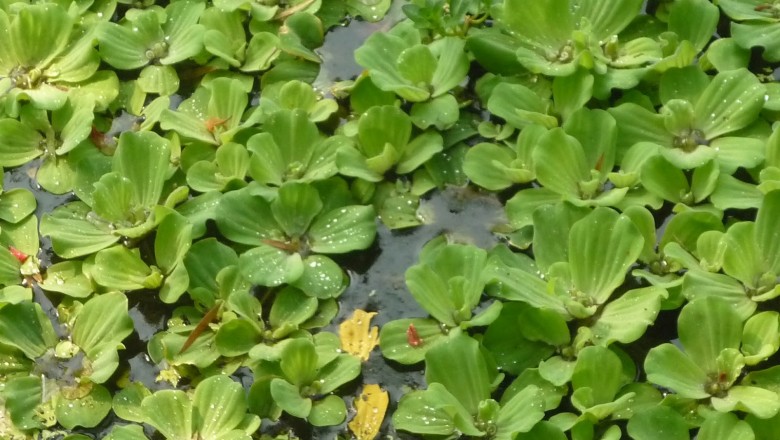 Cây dược liệu cây Bèo cái, Bèo ván hay Bèo tai tượng - Pistia stratiotes L