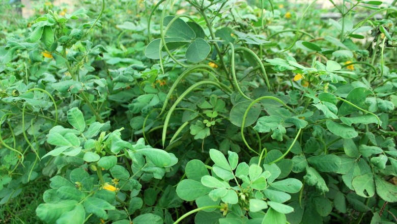 Cây dược liệu cây Muồng ngủ, Muồng lạc, Đậu ma hay Quyết minh, Thảo quyết minh - Cassia tora L