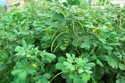 Cây dược liệu cây Muồng ngủ, Muồng lạc, Đậu ma hay Quyết minh, Thảo quyết minh - Cassia tora L