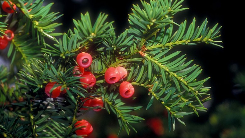 Cây dược liệu cây Thông đỏ, Vân nam hồng đậu sam - Taxus wallichiana Zuce. (T. baccata L. subsp. wallichiana (Zuce) Pilger, T. yunnanensis Cheng el L. K. Fu)