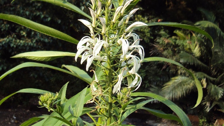 Cây dược liệu cây Bã thuốc, Dinh cu, Sang dinh - Lobelia nicotianifolia Hope ex Roth (Lobelia pyramidalis Wall)