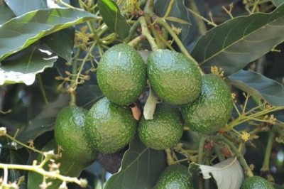 Cây dược liệu cây Bơ - Persea americana Miller (P. gratissima Gaertn)