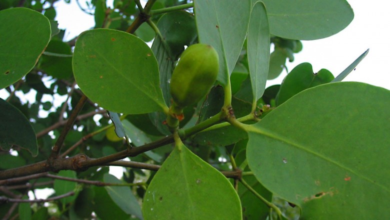 Cây dược liệu cây Bần, Bần chua, Bần sẻ - Sonneratia caseolaris (L.) Engl. (S.acida L.f)