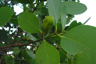 Cây dược liệu cây Bần, Bần chua, Bần sẻ - Sonneratia caseolaris (L.) Engl. (S.acida L.f)