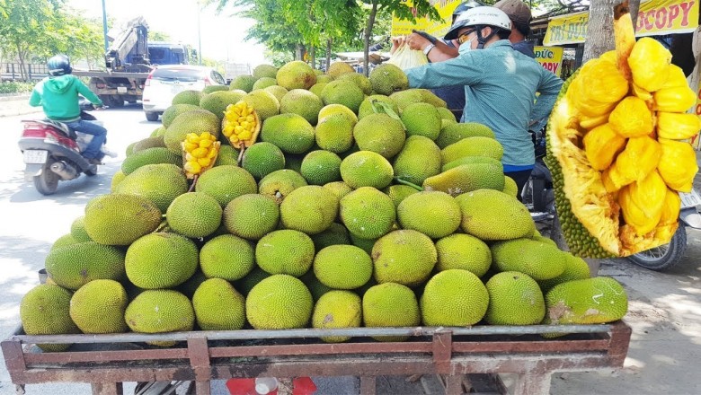 Cây dược liệu cây Mít tố nữ - Artocarpus integer (Thunb.) Merr