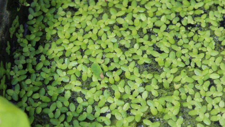 Cây dược liệu cây Bèo tấm hay Bèo cám - Lemna minor L