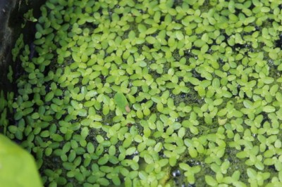 Cây dược liệu cây Bèo tấm hay Bèo cám - Lemna minor L