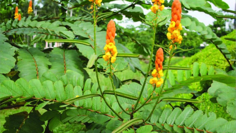 Cây dược liệu cây Muồng trâu hay Muồng lác - Cassia alata L