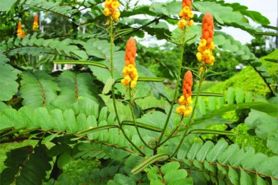 Cây dược liệu cây Muồng trâu hay Muồng lác - Cassia alata L