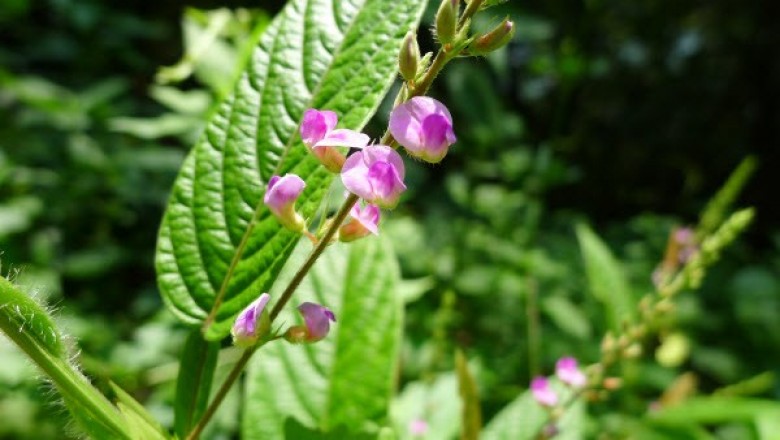 Cây dược liệu cây Mũi mác, Cây thóc lép, Cây cổ bình - Tadehagi triquetrum (L.) Ohashi (Desmodium triquetrum (L.) DC.)