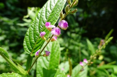 Cây dược liệu cây Mũi mác, Cây thóc lép, Cây cổ bình - Tadehagi triquetrum (L.) Ohashi (Desmodium triquetrum (L.) DC.)