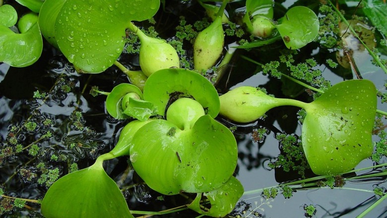 Cây dược liệu cây Bèo lục bình, Bèo tây, Bèo Nhật Bản, Bèo sen - Eichhornia crassipes (Mart) Solms