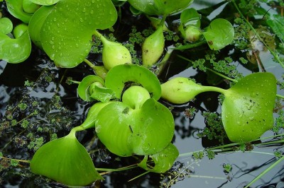 Cây dược liệu cây Bèo lục bình, Bèo tây, Bèo Nhật Bản, Bèo sen - Eichhornia crassipes (Mart) Solms