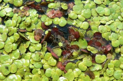 Cây dược liệu cây Bèo tấm tía, Bèo đánh trống - Spirodela polyrrhiza (L.) Schicil