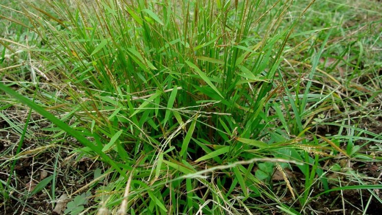 Cây dược liệu cây Cỏ bờm ngựa - Pogonatherum Crinitum (Thunb) Kunth