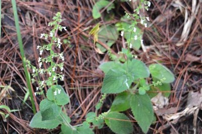 Cây dược liệu cây Cỏ mật gấu, Ðằng nha sọc - Isodon lophanthoides