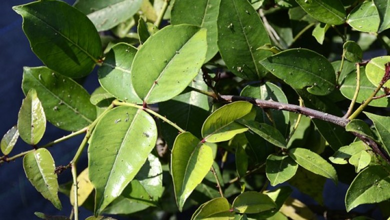 Cây dược liệu cây Xuyên tiêu. Sưng, Trưng, Hoàng lực - Zanthoxylum nitidum (Roxb.) DC