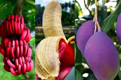 Thực phẩm biến đổi gen tốt hay không tốt?