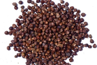 Hạt mù tạt có thể ngăn chặn sự phát triển của các tế bào ung thư