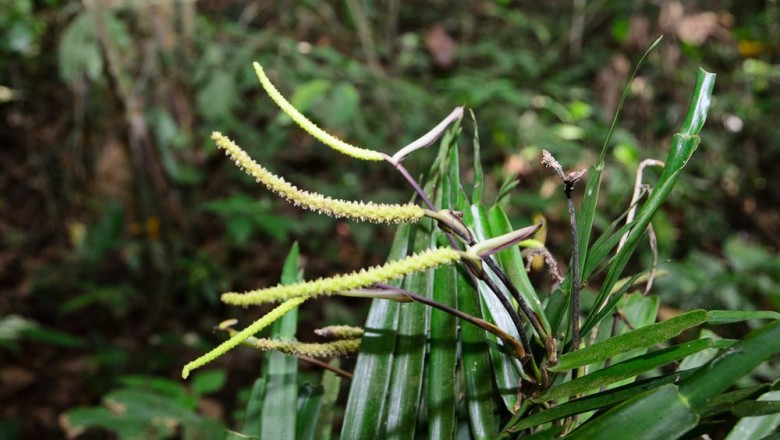 Cây dược liệu cây Chân rết, Tràng pháo, Cơm lênh - Pothos repens (Lour.) Druc