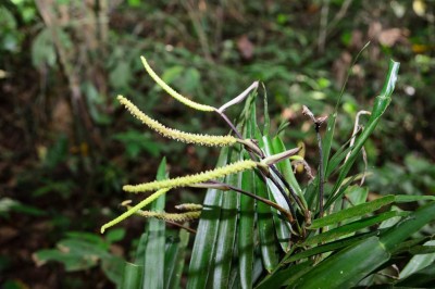 Cây dược liệu cây Chân rết, Tràng pháo, Cơm lênh - Pothos repens (Lour.) Druc