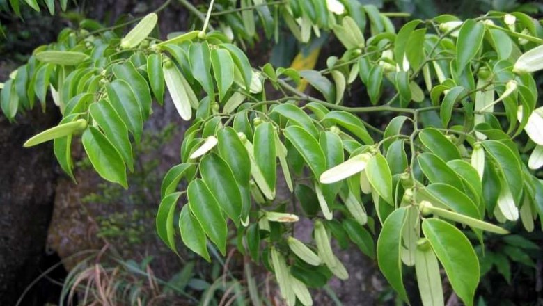 Cây dược liệu cây Dây cốt khí, Rút dế - Ventilago leiocarpa Benth