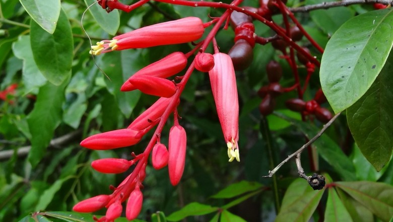 Cây dược liệu cây Thằn lằn - Quassia amara L