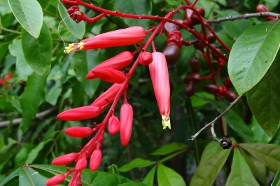 Cây dược liệu cây Thằn lằn - Quassia amara L