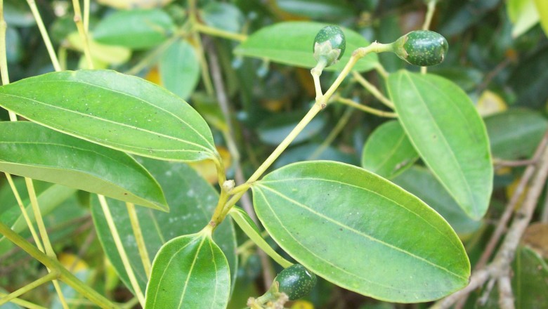 Cây dược liệu cây Quế quan - Cinnamomum zeylanicum Blume