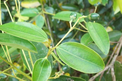 Cây dược liệu cây Quế quan - Cinnamomum zeylanicum Blume