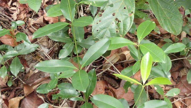 Cây dược liệu cây Dây sen, Ngôn vàng - Alyxia flavescens Pierre ex Pit