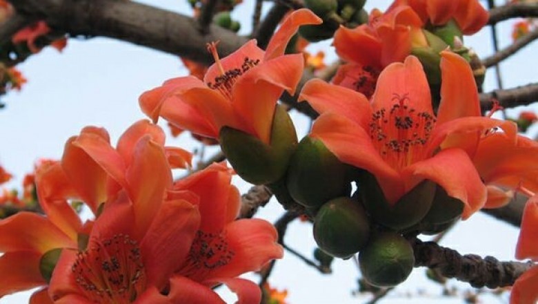 Cây dược liệu cây Gạo - Bombax ceiba L