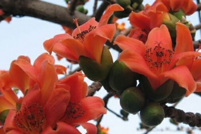 Cây dược liệu cây Gạo - Bombax ceiba L