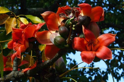 Cây dược liệu cây Gạo, Bombax ceiba L. (B. malabaricum DC.)