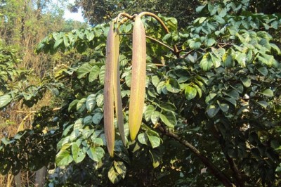 Cây dược liệu cây Núc nác, Nam hoàng bá - Oroxylum indicum (L.) Kurz