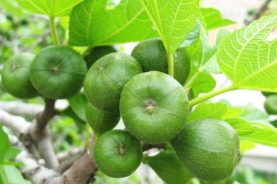 11 lợi ích tuyệt vời của quả vả tốt cho sức khỏe