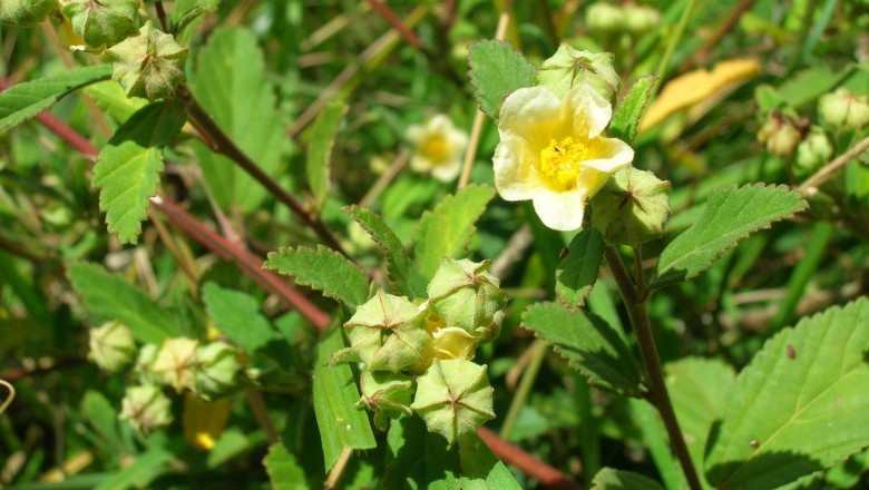 Cây dược liệu cây Ké hoa vàng, Chổi đực, Ké đồng tiền - Sida rhombifolia L