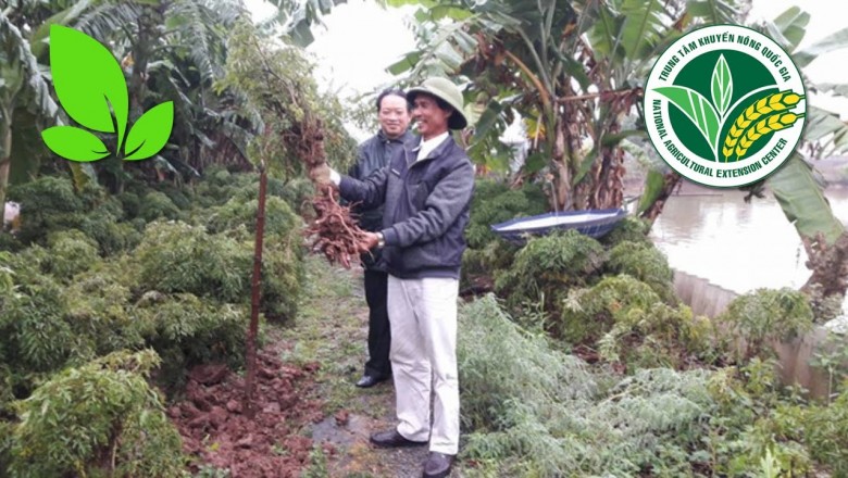 Trồng cây dược liệu dưới tán cây ăn quả cho hiệu quả kinh tế cao