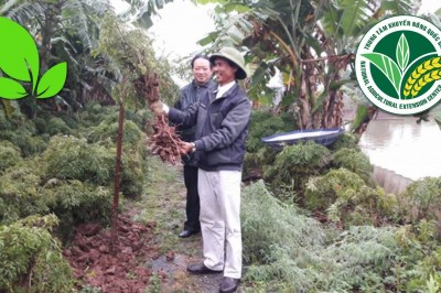 Trồng cây dược liệu dưới tán cây ăn quả cho hiệu quả kinh tế cao