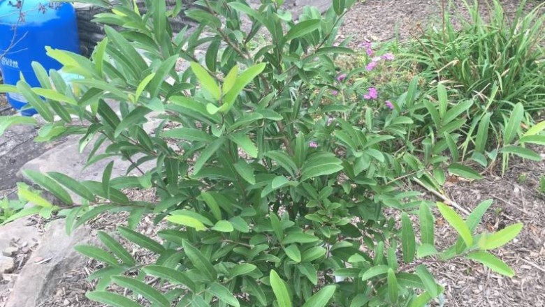 Cây dược liệu cây Lòng trứng, hồ tiêu núi, Cây gân trâu - Lindera glauca (Sieb et Zucc) Blunne