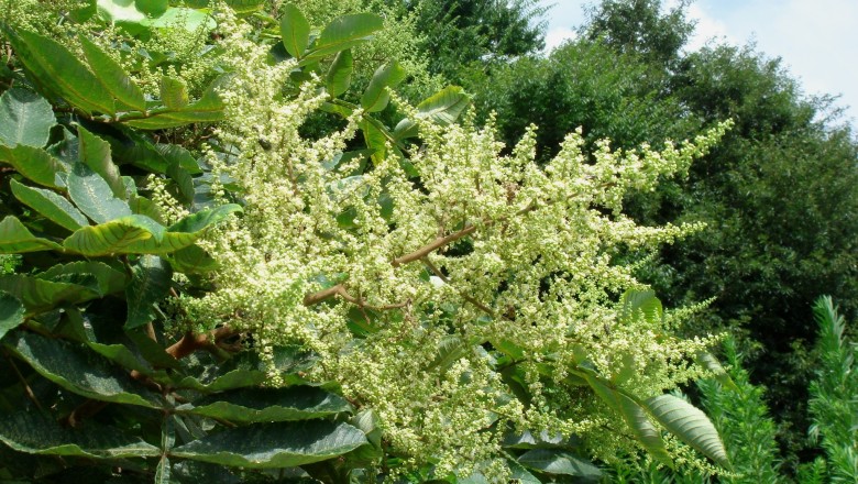 Cây dược liệu cây Muối, Diêm phu mộc, Ngũ bội tử thụ - Rhus chinensis Mill (Rhus javanica L., R. semialata Murr.)