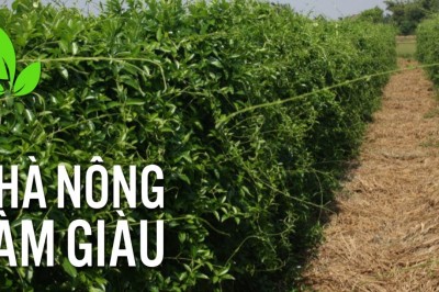 Hiệu quả mô hình sản xuất cây dược liệu ở Phú Yên