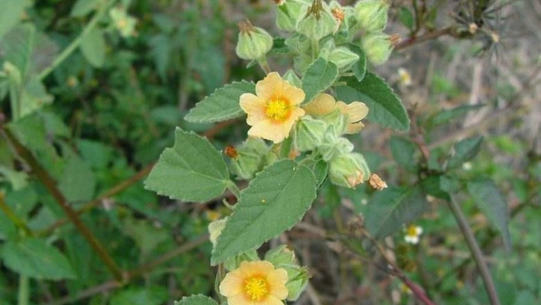 Cây dược liệu cây Ké đồng tiền, Chổi đực trắng, Bái trắng - Sida cordifolia L.