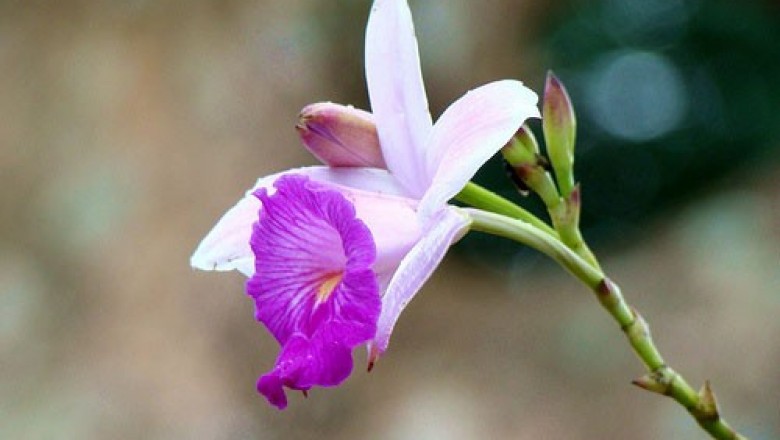 Cây dược liệu cây Lan trúc - Arundina graminifolia (D.Don) Hochr (A.chinensis Blunne)